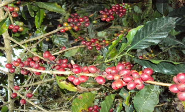 Producción